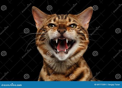 bengal cat sounds|bengal cat hissing.